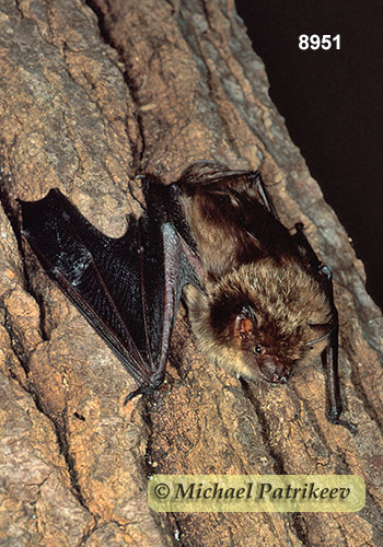 Big Brown Bat (Eptesicus fuscus)